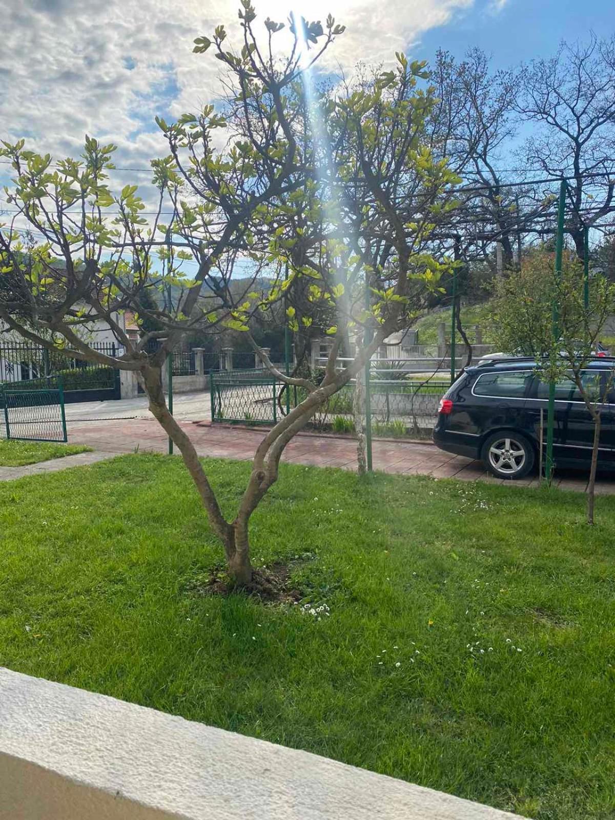 Apartmani Zelenika Herceg Novi Chambre photo